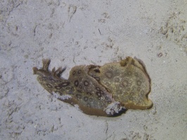 Spotted Sea Hare IMG 9382